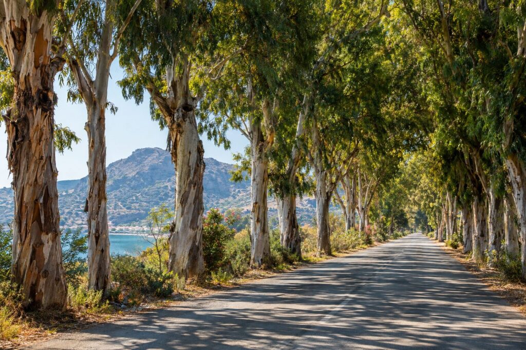 Hoge eucalyptusbomen langs de lege Eucalyptus Avenue in Kolymbia, met schaduwen op het wegdek.