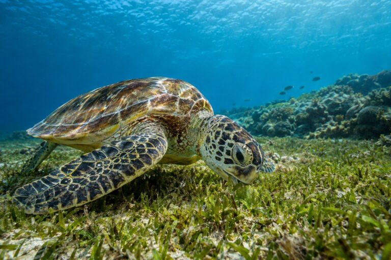 Groene zeeschildpad boven zeegras in de baai van Abu Dabbab bij Marsa Alam