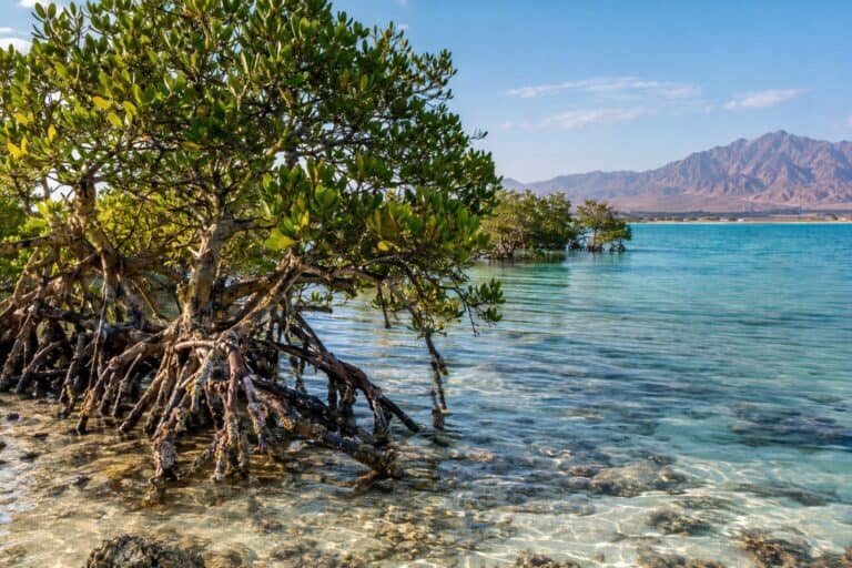 Mangrovebomen langs het ondiepe turquoise water van het beschermde natuurgebied Nabq.